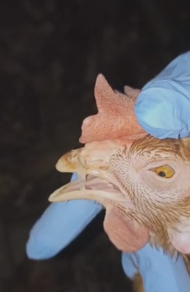 Imagen 1: Secreción nasal producida por aMPV en gallina ponedora (CECAV)